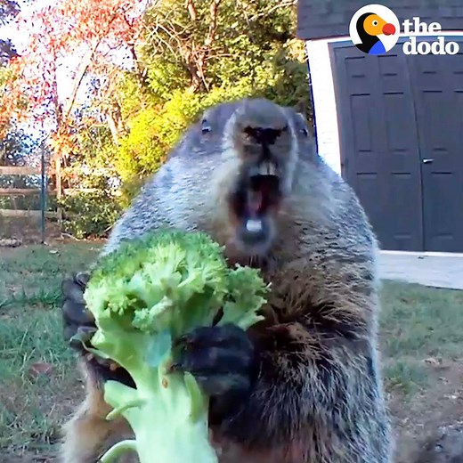 3.7M views · 123K reactions | Hungry groundhog makes cutest little noises  | The Dodo | Facebook