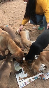 3.5K views · 335 reactions | Baache pyaar aur feed karte hue #Support at 8826257357 please keep supporting us and give blessings to us #puppy #puppies #puppylove #puppylovers #puppylife #dogmother #dogmom #dog #dogs #dogfood #doglife #doglover #doglovers #supportus #blessings #love #reels #viral #instareels #insta #instagram #fb #fbreels #fbreelsvideo #fbreelsfypシ゚viral | Bezubaanjaan1517 | Facebook