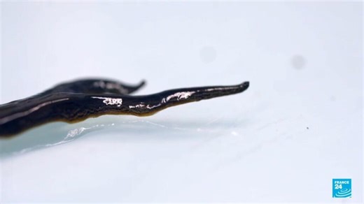 From killer grass to flesh-eating worms: The invasion beneath your feet