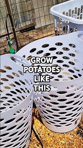 Easy Trick to Grow Potatoes!