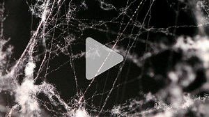 Spider silk is five times stronger than steel—now, scientists know why
