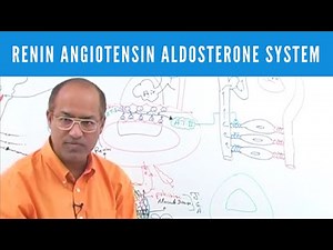 Renin Angiotensin Aldosterone System - Introduction, Origin, Production & Function