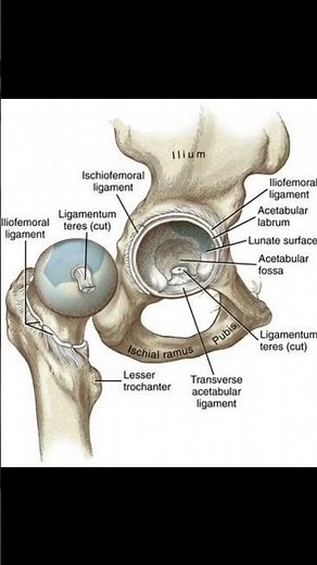 "Anatomical Architecture of the Hip Joint: Acetabulum, Ligaments & Support Structures"