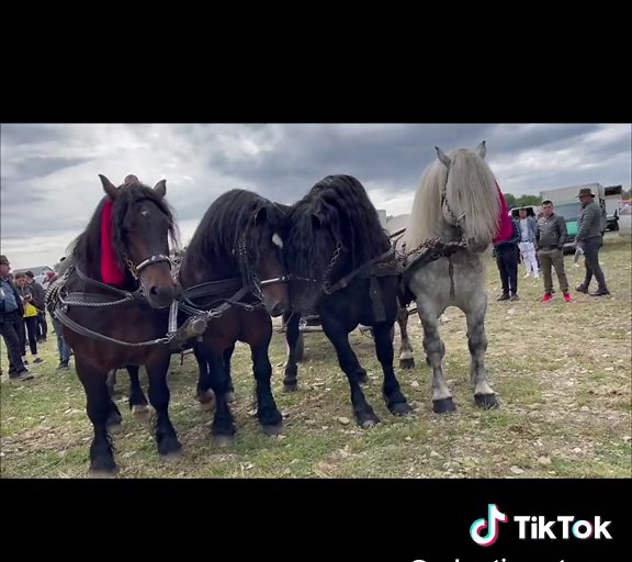 #cai #caigrei #caiiluiliehutan #fyp #foryou #romania #bucovina #fitero #igor #leonardo #caiiluitibi #marginea