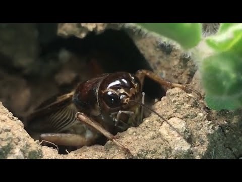 Cricket (Insect) Sound At Night | Jhingur Ki Awaz | Colours Of Nature
