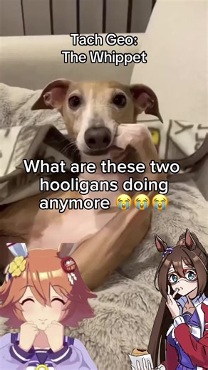 Meet the Whippet: Uma Musume Character Spotlight