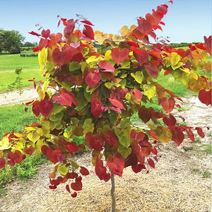 Bloomables® Flame Thrower® Redbud Tree