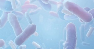 bacterium Lactobacillus under microscope in motion, probiotic Lactobacillus, Lactobacillus acidophilus, looped 3d rendering of Beneficial Microorganisms