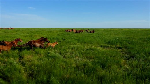 Majestic Gallop: A Drone's Eye View of Wild Horses Running Free
