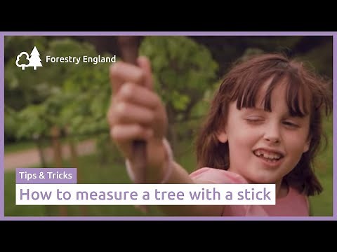 How to measure a tree using a stick