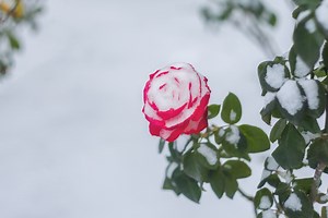 How to Prepare Your Roses for Winter
