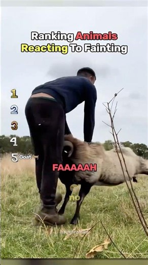 ranking animals react to fainting owners #usa