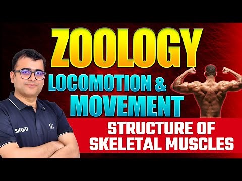 Structure of Skeletal Muscles : Myofibril, Sarcomere, A -BAND, I-BAND, Actin /Myosin