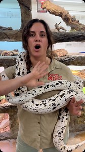 Isn’t this beautiful girl just the coolest!? She’s called a cow 🐄 reticulated python 🐍 But I think she looks more like cookies and cream ice cream 🍦😂 What do you think? • • • • • • • • • • #wild #snake #bigsnake #snakesofinstagram #awesome #wildlife #reelsinstagram #instadaily #instamood #animalreels #snakereel #animalsofinstagram #cuteanimals | The Reptile Zoo