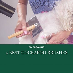 The 4 Best Brushes For Cockapoos (and The Best Comb) You Will Ever Buy - OodleLife®
