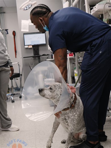 What are veterinarians? Veterinarians do far more than care for animals—they balance science, medicine, compassion, and problem-solving every single day. Behind every diagnosis is years of medical training, critical thinking, and a deep commitment to both animal and human well-being. From emergency care and surgery to guiding families through difficult decisions, the role of a veterinarian is complex, demanding, and deeply meaningful. They serve as advocates for animals who cannot speak, while a