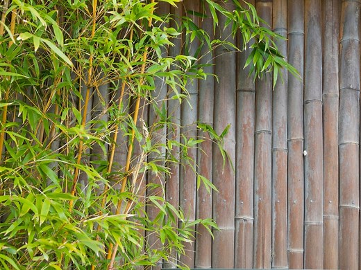How to grow and care for clumping bamboo