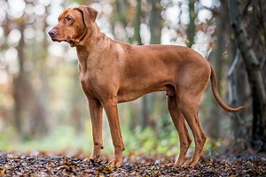 Learn About the Protective and Courageous Rhodesian Ridgeback