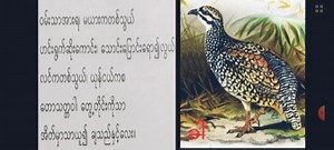 1.7K views · 51 reactions | Grade-11 Myanmar (ဒဿမတန်း စနစ်ဟောင်း မြန်မာစာ) #G11_Myanmar_Poem_နွေဦးကာလမြူထသောခါ_Part_2 | 홿횛횘 홾횗횎 | Facebook