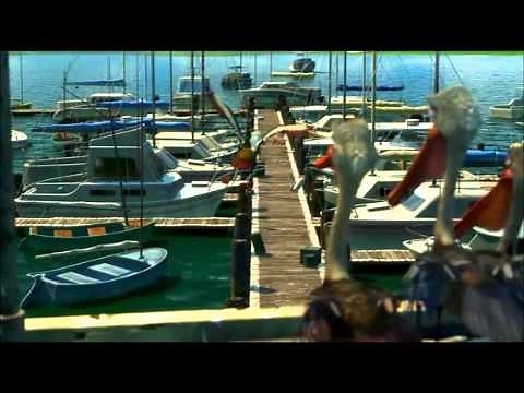 Gaviotas - Buscando a Nemo