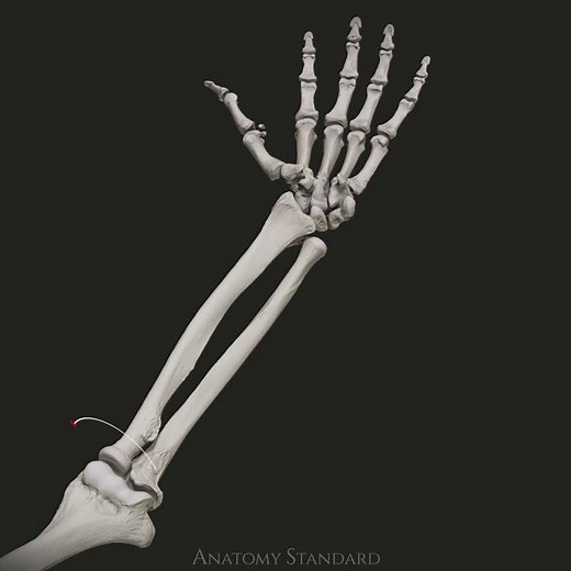 The supination and pronation movement of the forearm