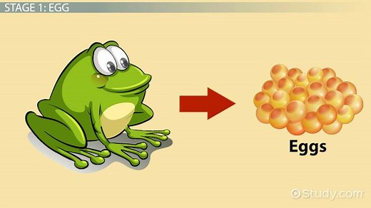 Life Cycle of a Toad: Lesson for Kids
