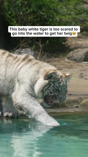 58K views · 16K reactions | Baby white tigers are incredibly rare—not...