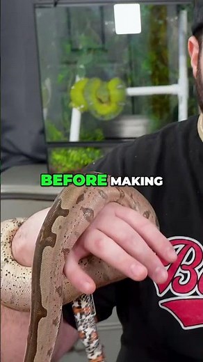 Boa Constrictor vs Ball Python: Which Snake is Right for YOU?