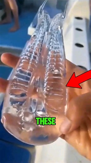 Top 5 Sea Creatures That Look Like Real Aliens 😱 #oceanmysteries