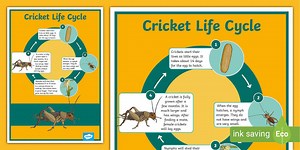 Cricket Life Cycle Diagram