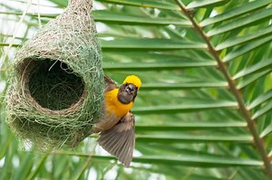 Different Types of Bird Nests With Pictures