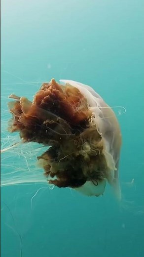 Lion's Mane Jellyfish | Greenland | Lindblad Expeditions