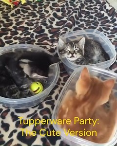 Tupperware Party: The Cute Version | Cats are Metal