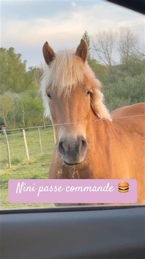 Nini au McDo 🍔 #cheval #poney #mcdonalds