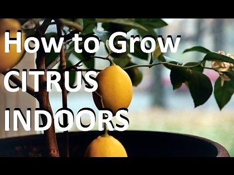 How to Grow Citrus Trees Indoors EASY! - Complete growing guide