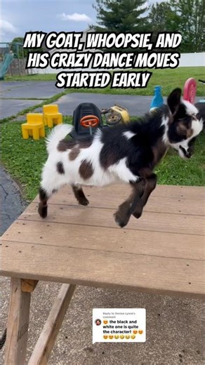 My Goat, Whoopsie, and his crazy dance moves started early #goats