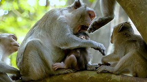 59 reactions · 12 comments | Oh no... Pitiful Jazzy mouth watering hungry milk, Why mum warning so hard like this? | Monkey Jane Family | Facebook