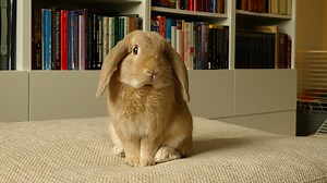 Vitamin D Deficiency in Rabbits: What You Need to Know