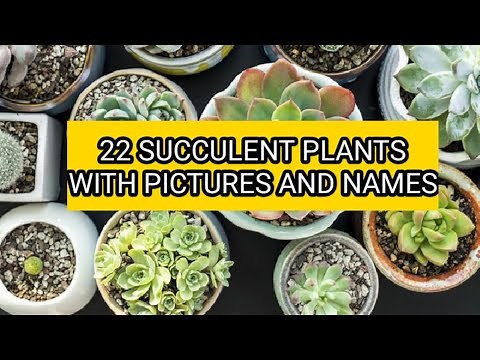 SUCCULENT PLANTS WITH PICTURES AND NAMES | 22 DIFFERENT TYPES