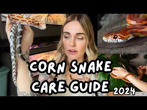 Corn Snake Care Guide, Corn Snakes For Beginners, Basic Care and Intro