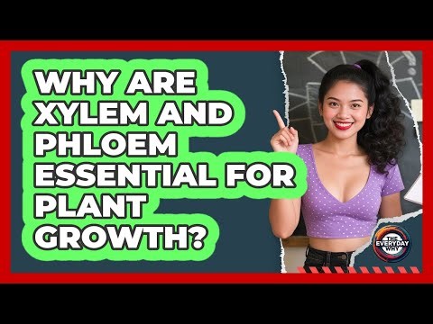 Why Are Xylem And Phloem Essential For Plant Growth? - The Everyday Why