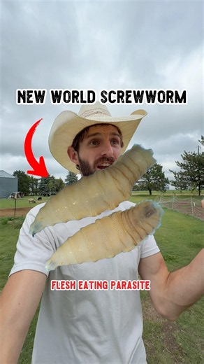 HOW did New World Screwworm get here!?