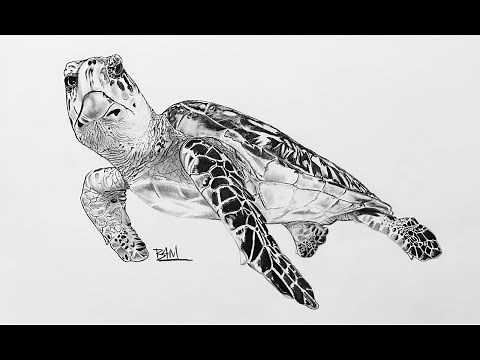 DRAWING the Hawksbill Sea Turtle