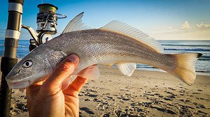 From Surf to Table: Whiting and Pompano Fishing Experience