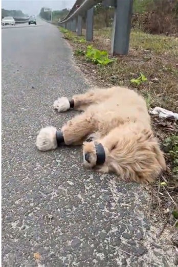 Two poor puppies were abandoned on the highway. I saw them and couldn't ignore them. I immediately ran to them and helped them.#rescue #animal_rescue #puppy_rescue #fyp #animals