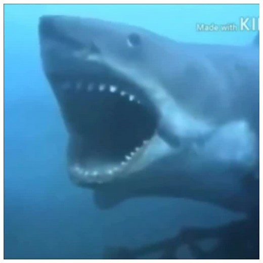 The Daily Jaws on TikTok