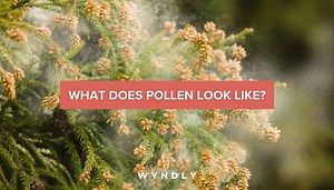 What Does Pollen Look Like? 2025