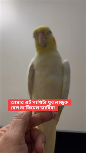 আমার এই পাখিটা খুব লাজুক ☺️ মেল না ফিমেল জানিনা | Asin the bird lover
