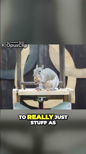 Backyard Squirrel Maze (3) part 1 #squirrel #maze #markrober #youtube #fyp #fypシ