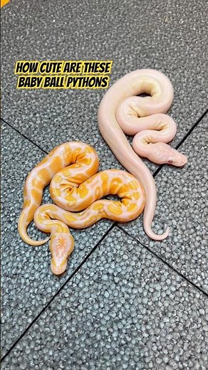 How CUTE are these Baby Ball Pythons!?!?